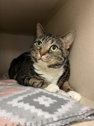 Bonnie, a Adoptable mixed breed in Quakertown, PA image 2/3