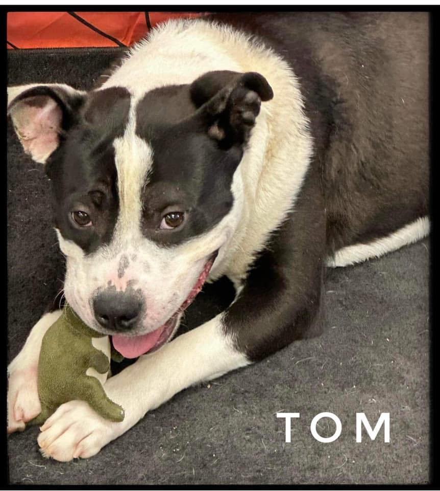 Tom, an adopted Mixed Breed in Flint, MI_image-1