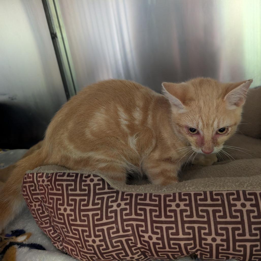 Joe, Adoptable, Kitten Male Domestic Short Hair.