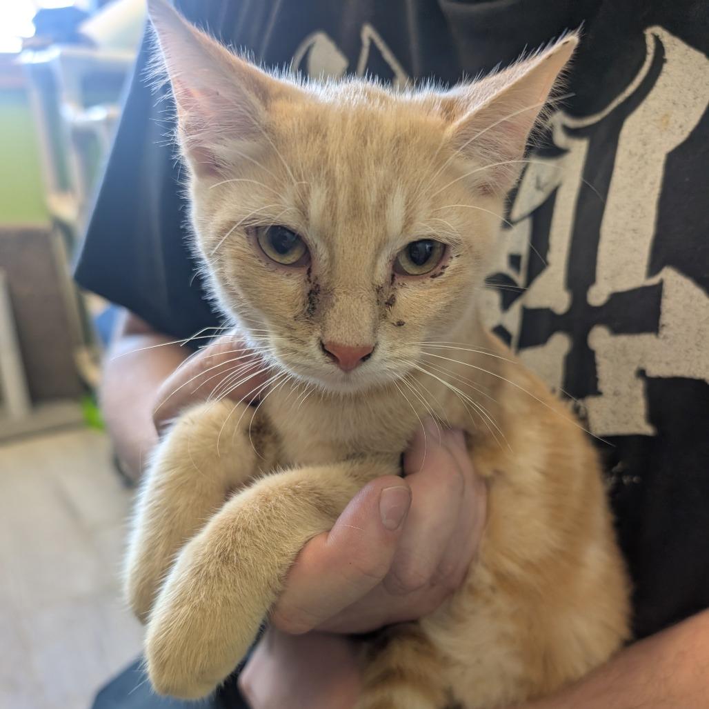 Joe, a Adoptable Domestic Short Hair in Emporia, KS image 2/4