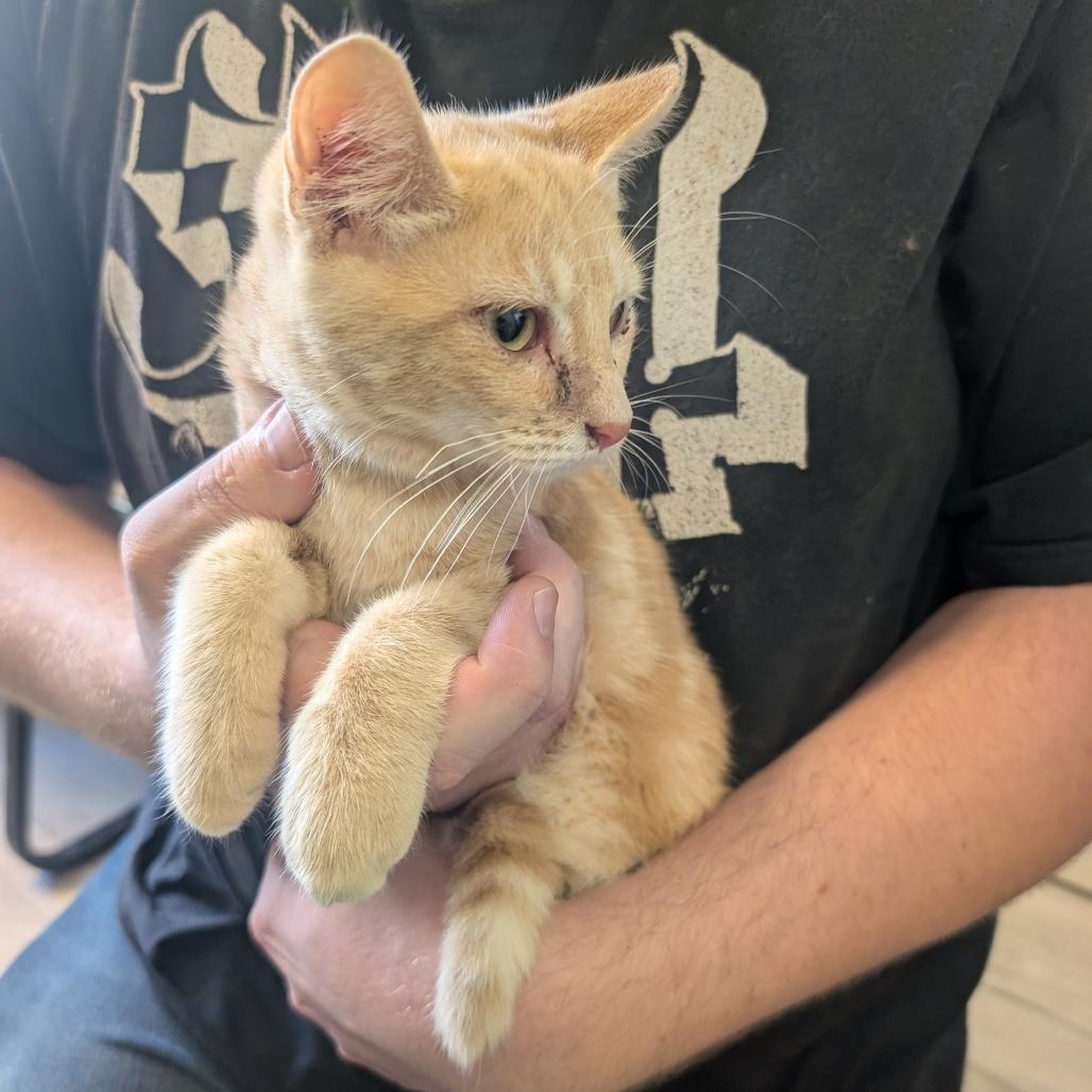 Joe, a Adoptable Domestic Short Hair in Emporia, KS image 3/4