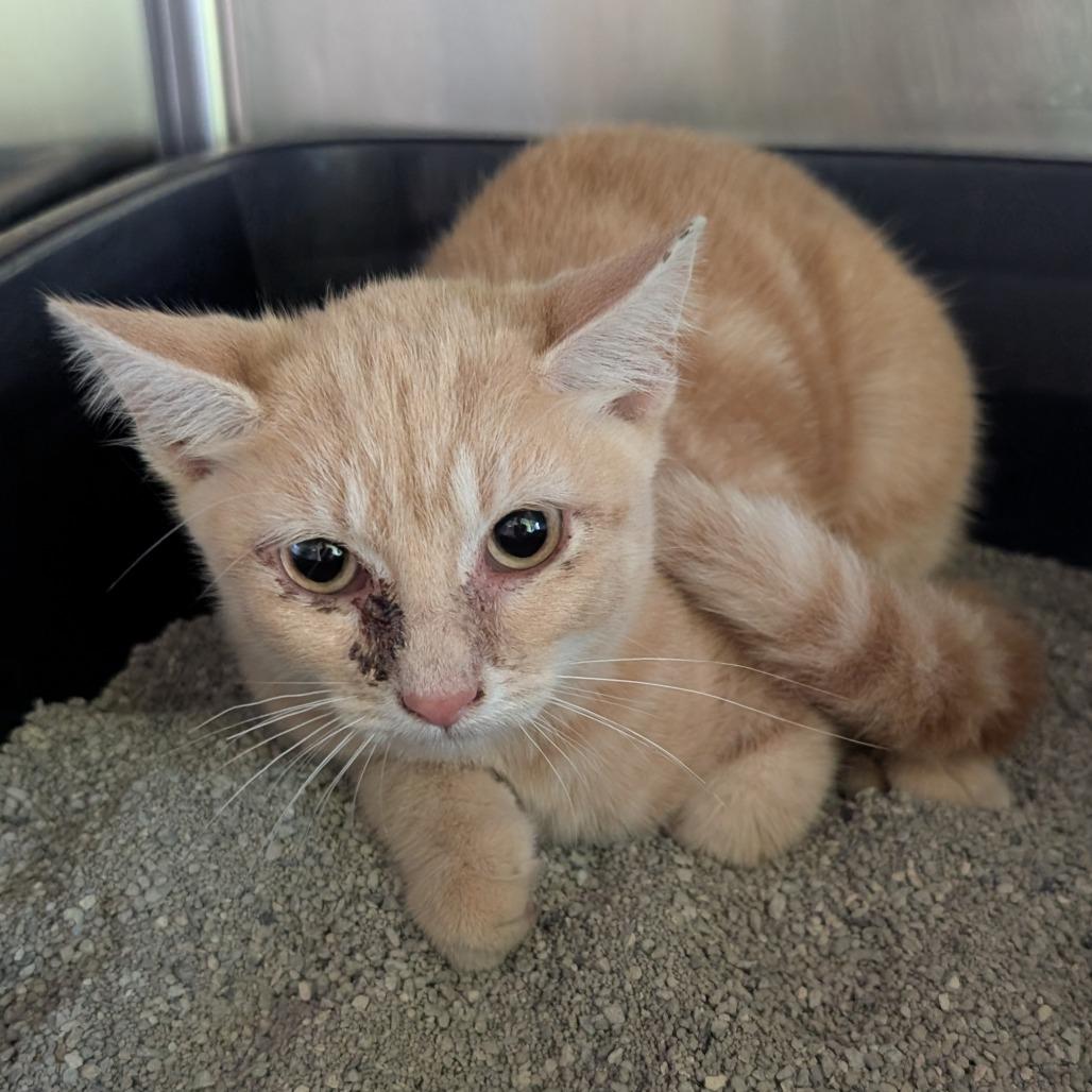 Joe, a Adoptable Domestic Short Hair in Emporia, KS image 4/4