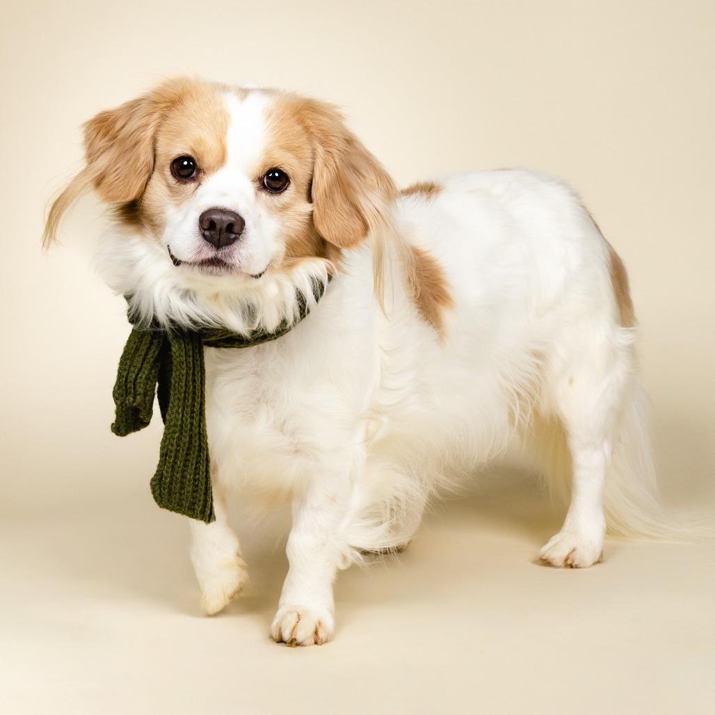 Pitch, Adoptable, Adult Male Mixed Breed.