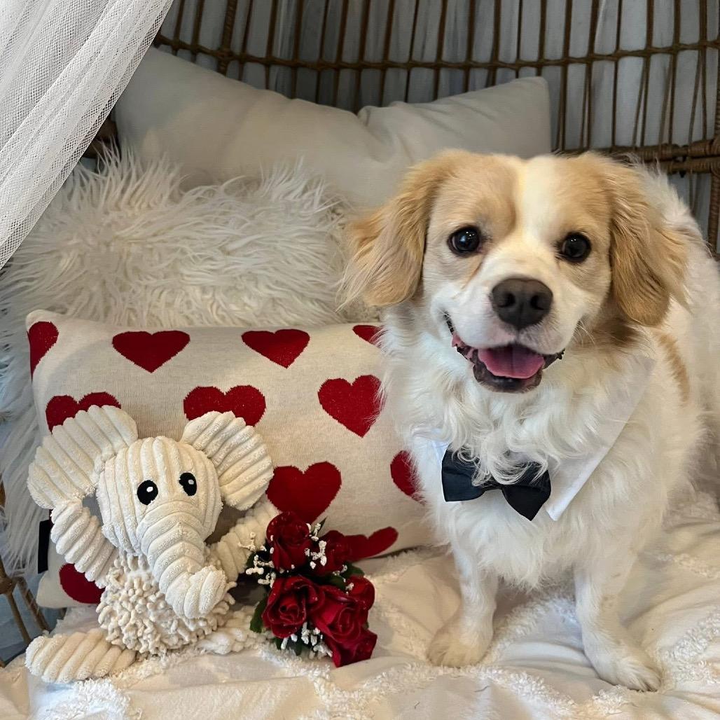 Enlarge Pitch, a Adoptable Mixed Breed in Fredericksburg, VA image 2/6