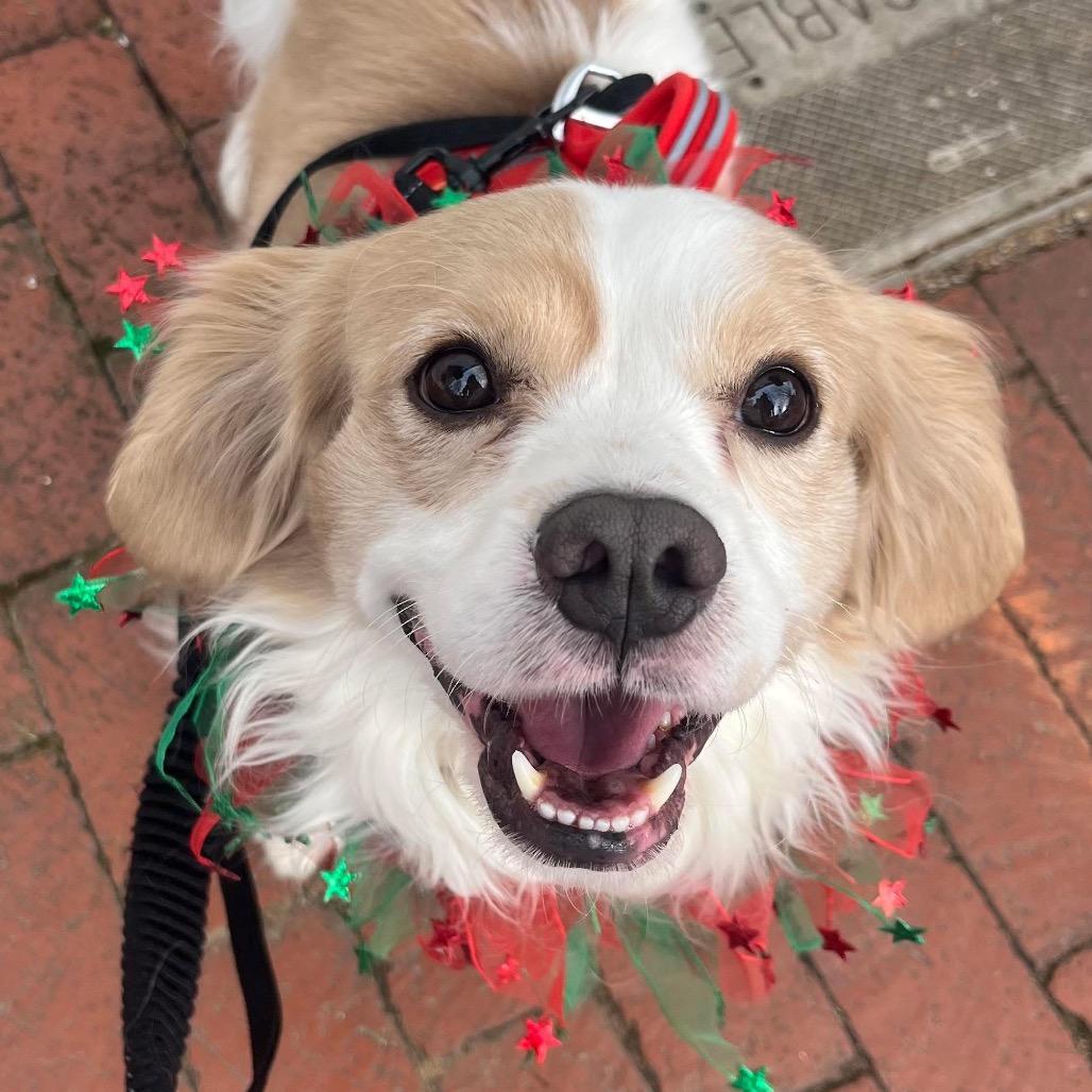 Enlarge Pitch, a Adoptable Mixed Breed in Fredericksburg, VA image 3/6