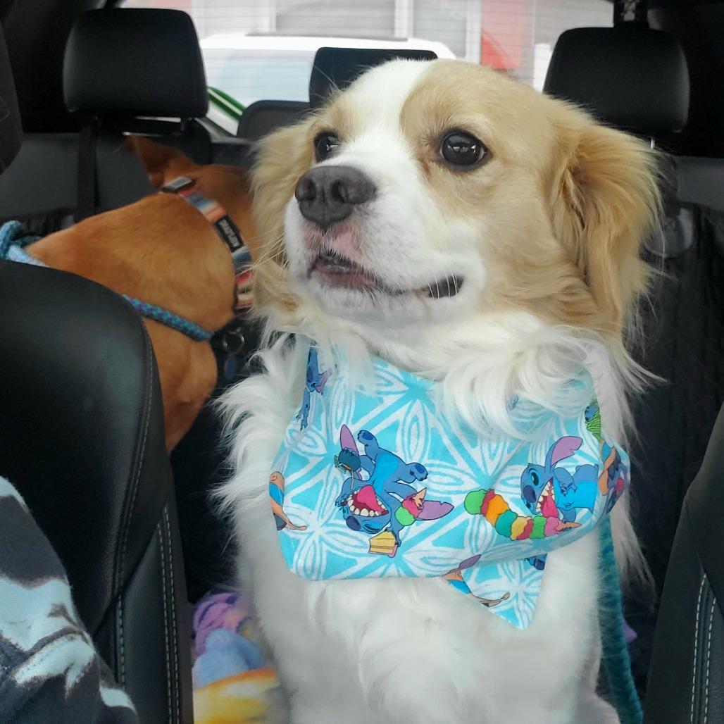 Enlarge Pitch, a Adoptable Mixed Breed in Fredericksburg, VA image 4/6