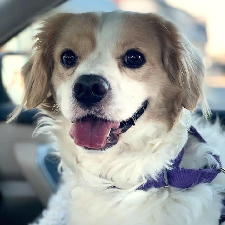 Enlarge Pitch, a Adoptable Mixed Breed in Fredericksburg, VA image 5/6