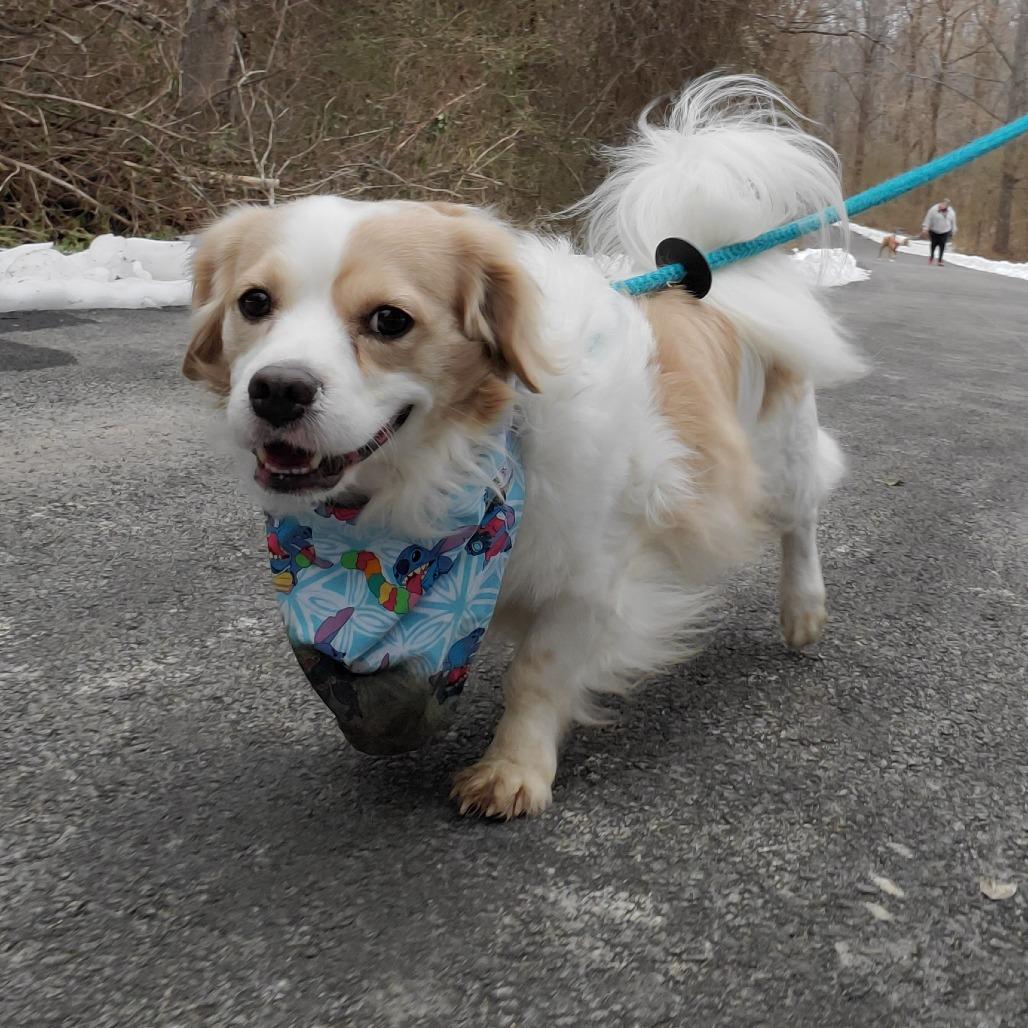 Enlarge Pitch, a Adoptable Mixed Breed in Fredericksburg, VA image 4/6