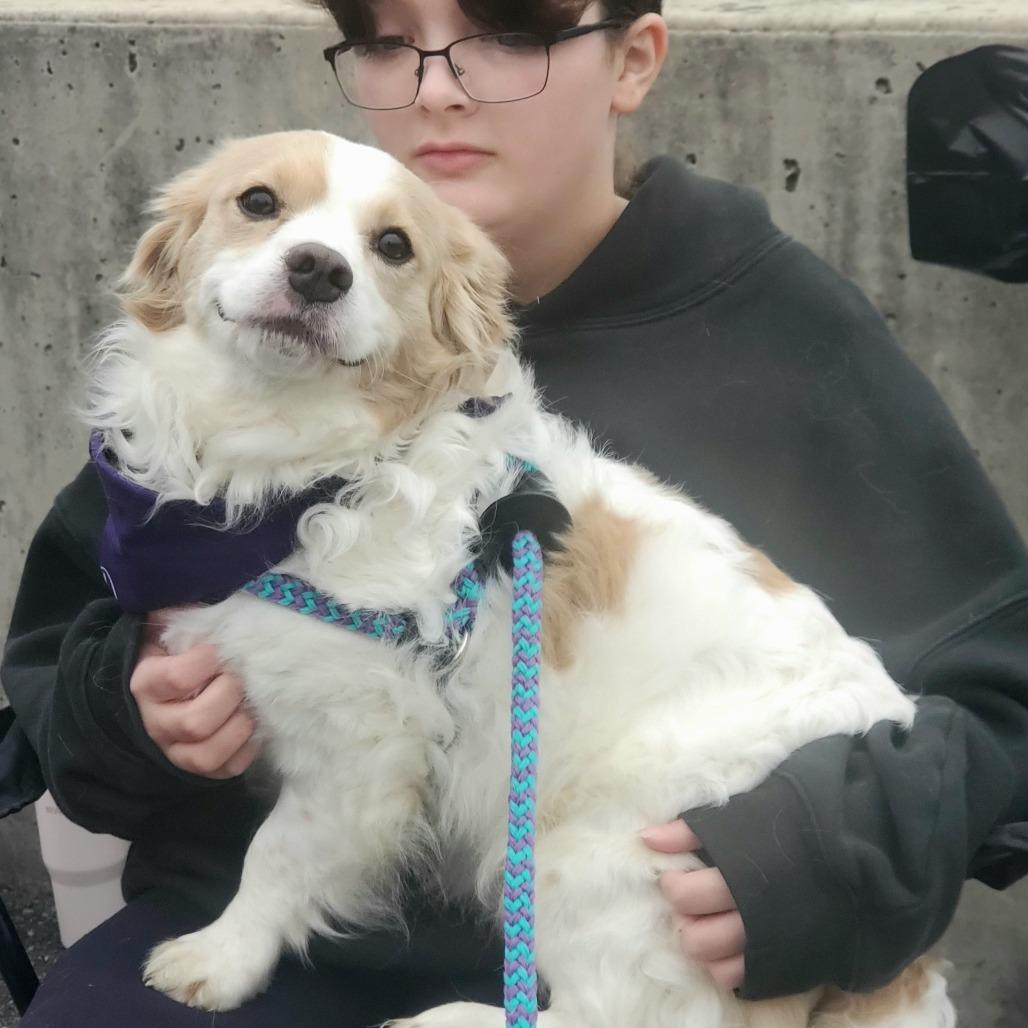 Enlarge Pitch, a Adoptable Mixed Breed in Fredericksburg, VA image 6/6