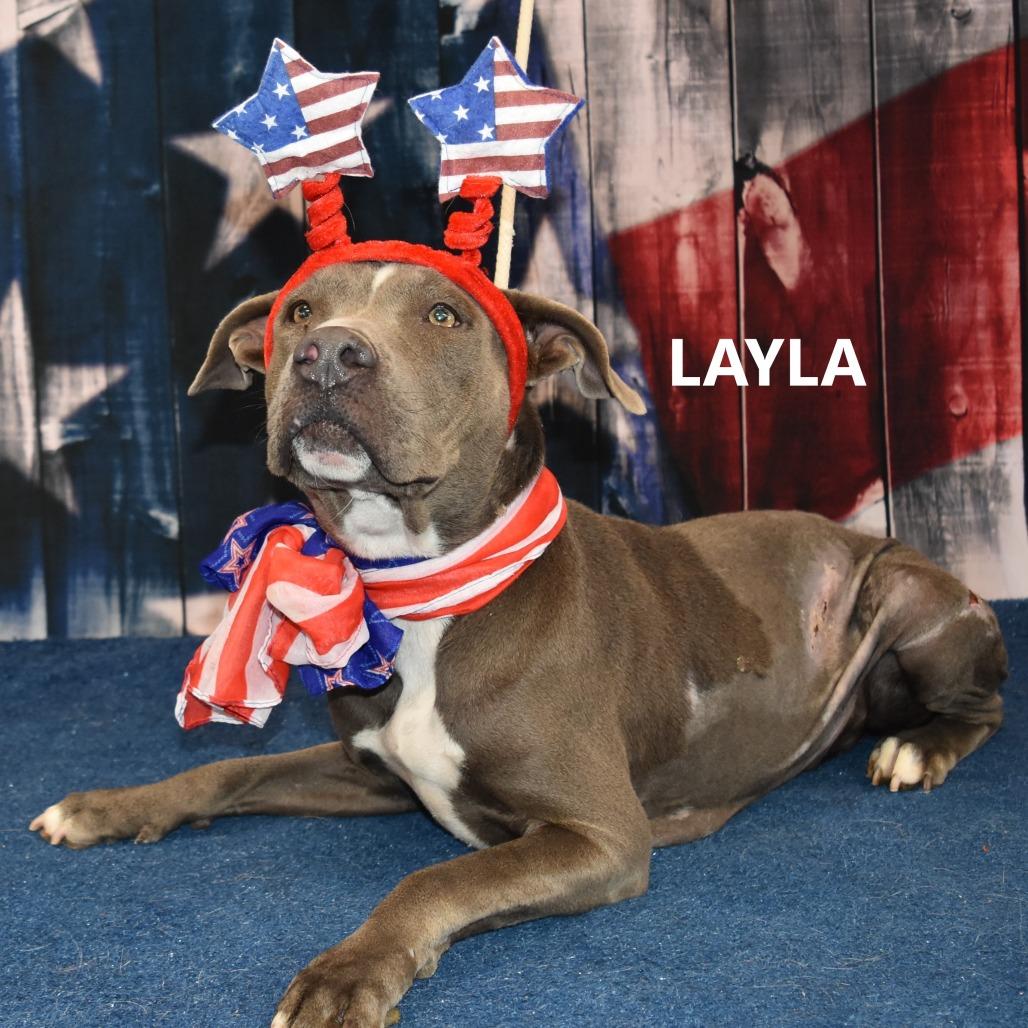 Layla, Adoptable, Adult Female Pit Bull Terrier.