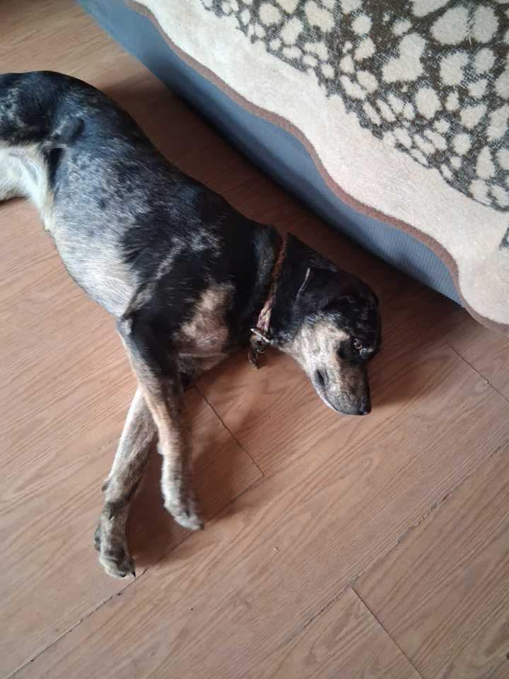 Enlarge Josie, a Adoptable Catahoula Leopard Dog in Loveland, CO image 2/3
