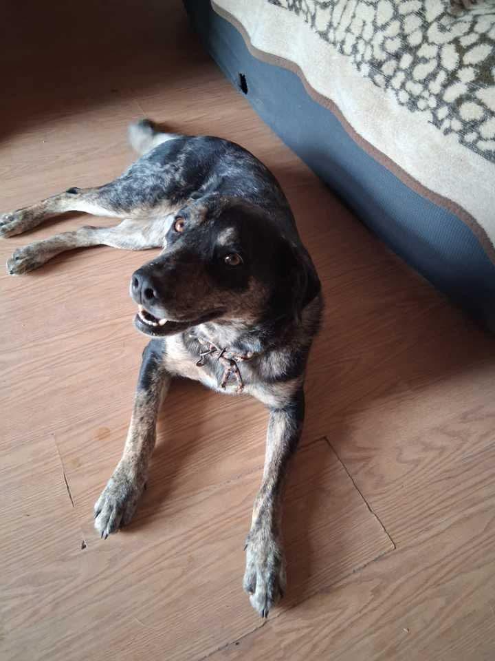 Josie, Adoptable, Young Female Catahoula Leopard Dog.