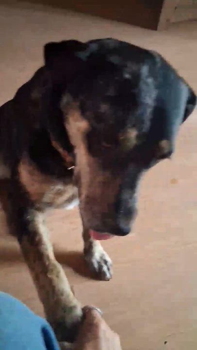Enlarge Josie, a Adoptable Catahoula Leopard Dog in Loveland, CO video 3/3