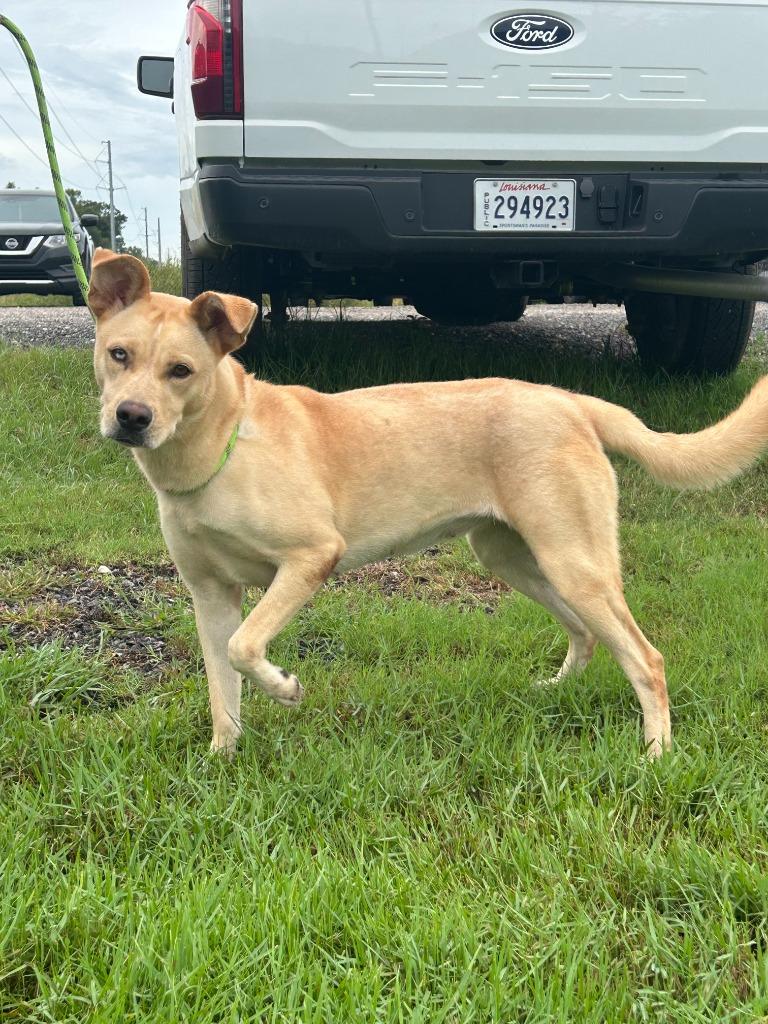 Mia, Adoptable, Young Female Husky & Labrador Retriever.