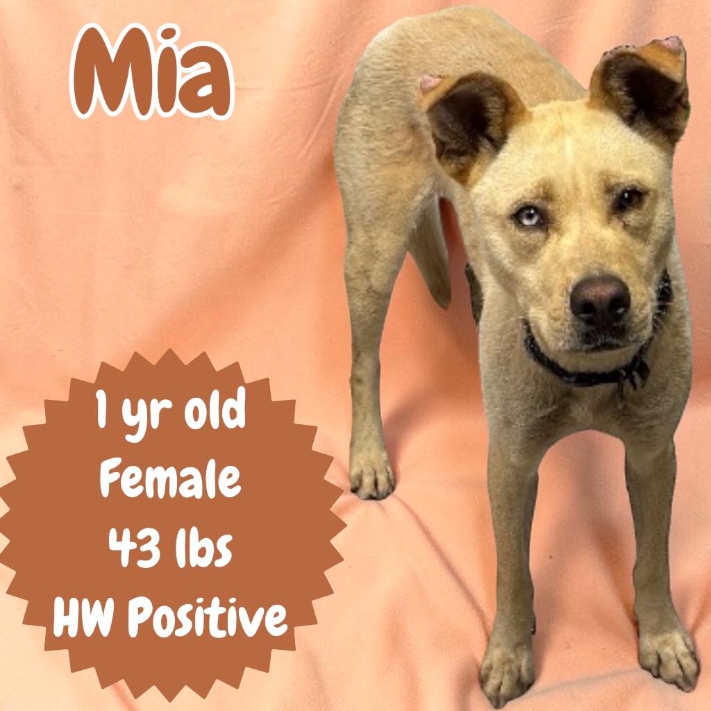 Mia, Adoptable, Young Female Husky & Labrador Retriever.