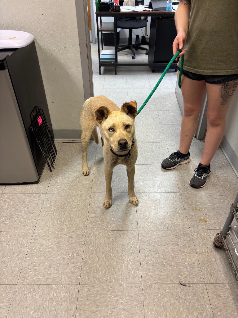 Enlarge Mia, a Adoptable mixed breed in Sorrento, LA image 2/2
