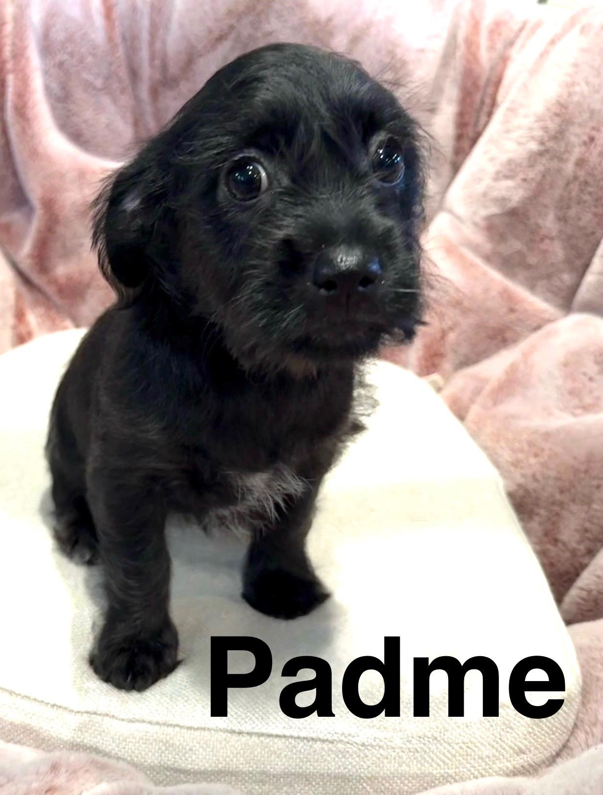 Padme, an adoptable Havanese in Newport Beach, CA, 92660 | Photo Image 1
