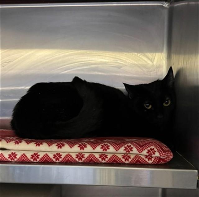 ROCKHOPPER, Adoptable, Young Female Domestic Short Hair.