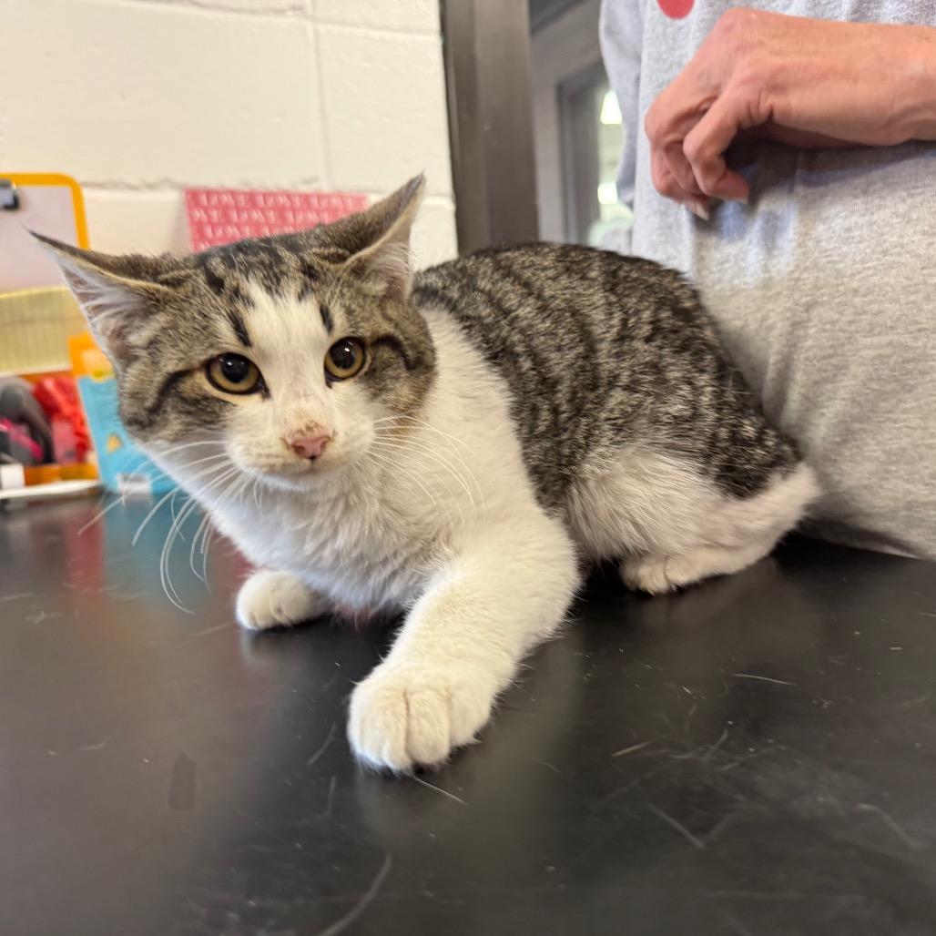 Babycakes, Adoptable, Kitten Male American Shorthair.