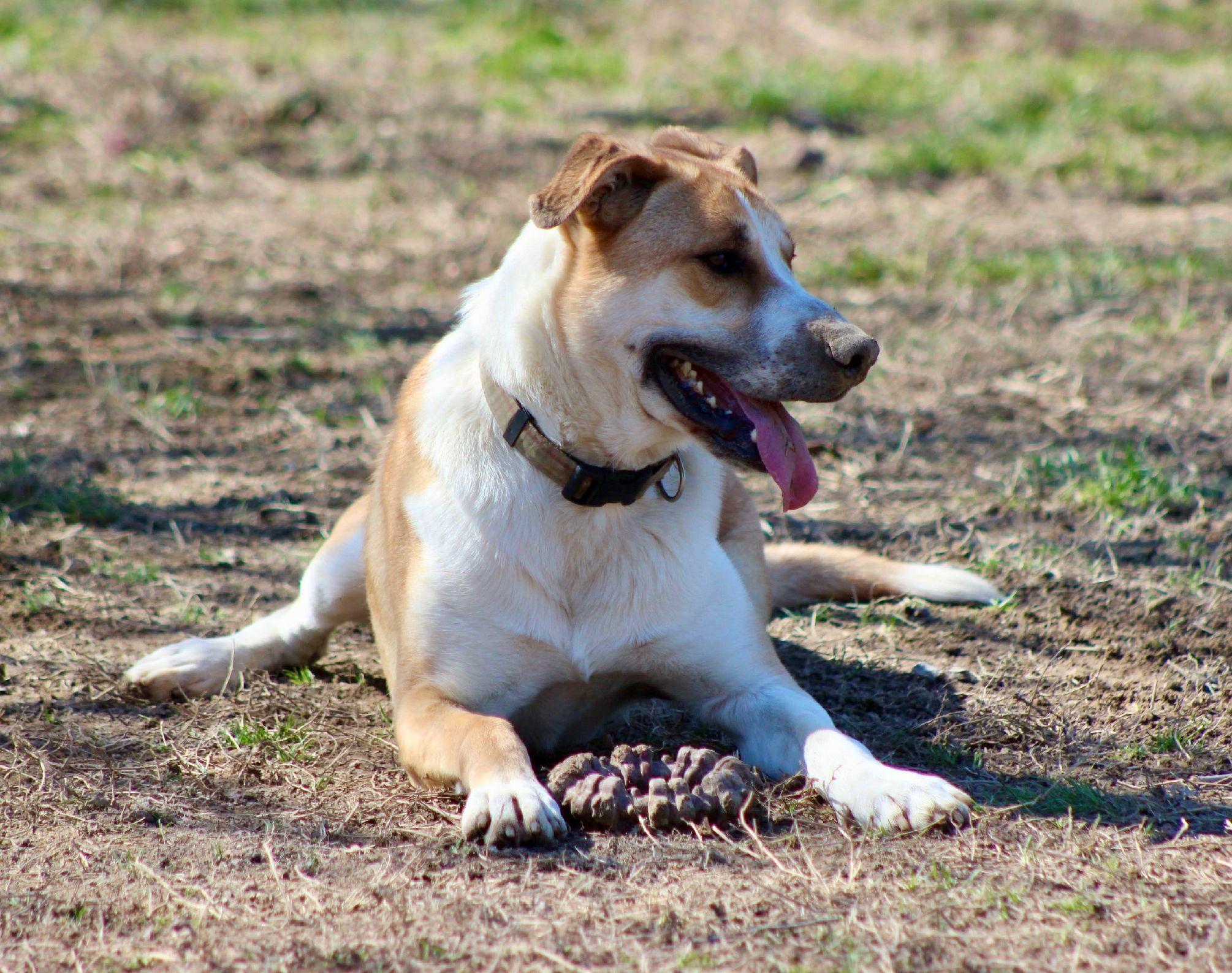 Gunner, a Adoptable mixed breed in Saluda, VA image 2/5