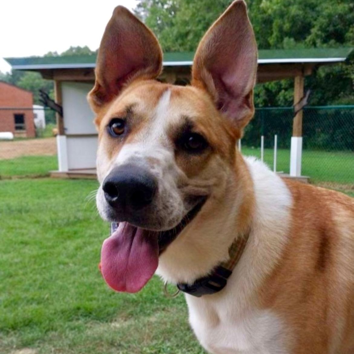 Gunner, a Adoptable mixed breed in Saluda, VA image 1/5