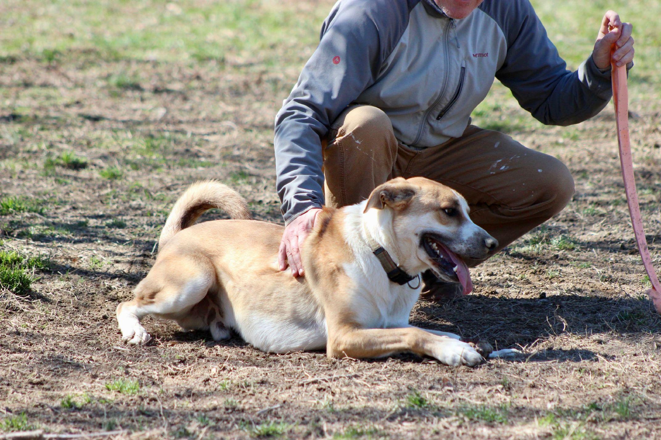 Gunner, a Adoptable mixed breed in Saluda, VA image 3/5