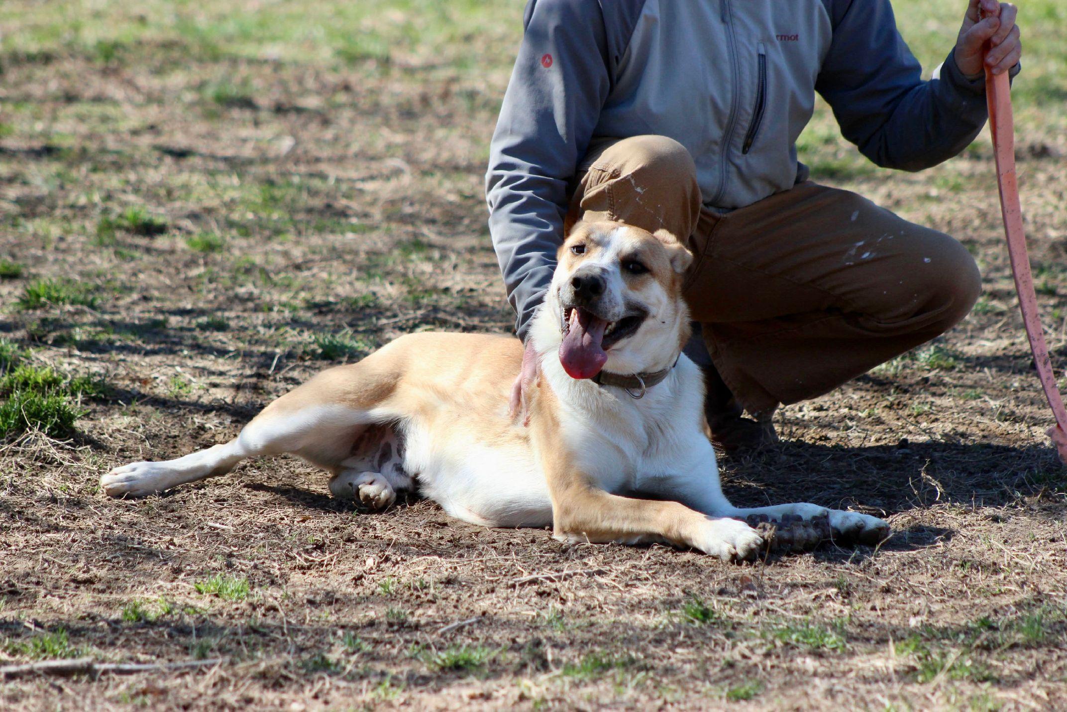 Gunner, a Adoptable mixed breed in Saluda, VA image 5/5