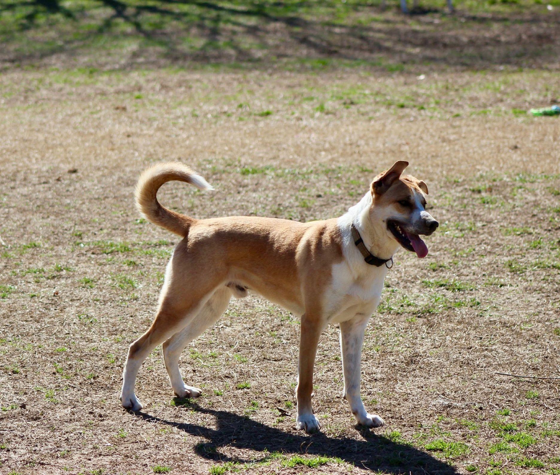 Gunner, a Adoptable mixed breed in Saluda, VA image 4/5