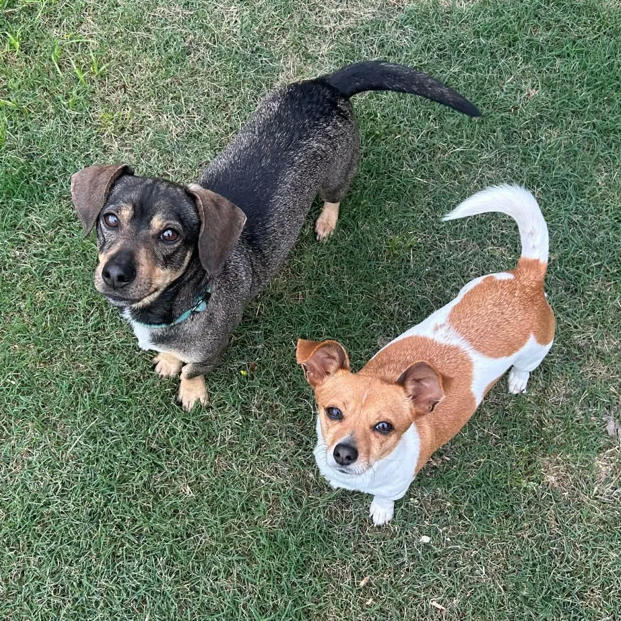 Buddy and Chiquita, ADOPTABLE, Young Male Dachshund & Jack Russell Terrier.