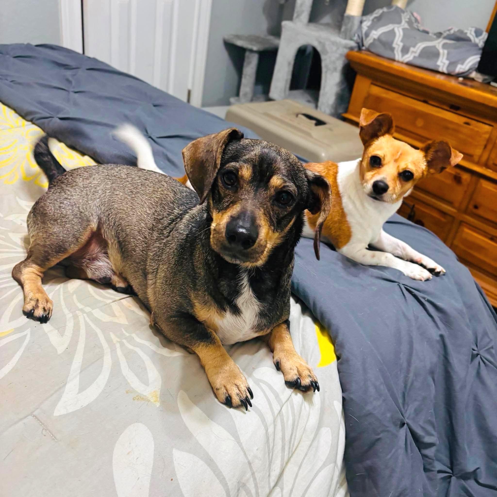 Buddy and Chiquita, a ADOPTABLE mixed breed in Portland, OR image 3/6