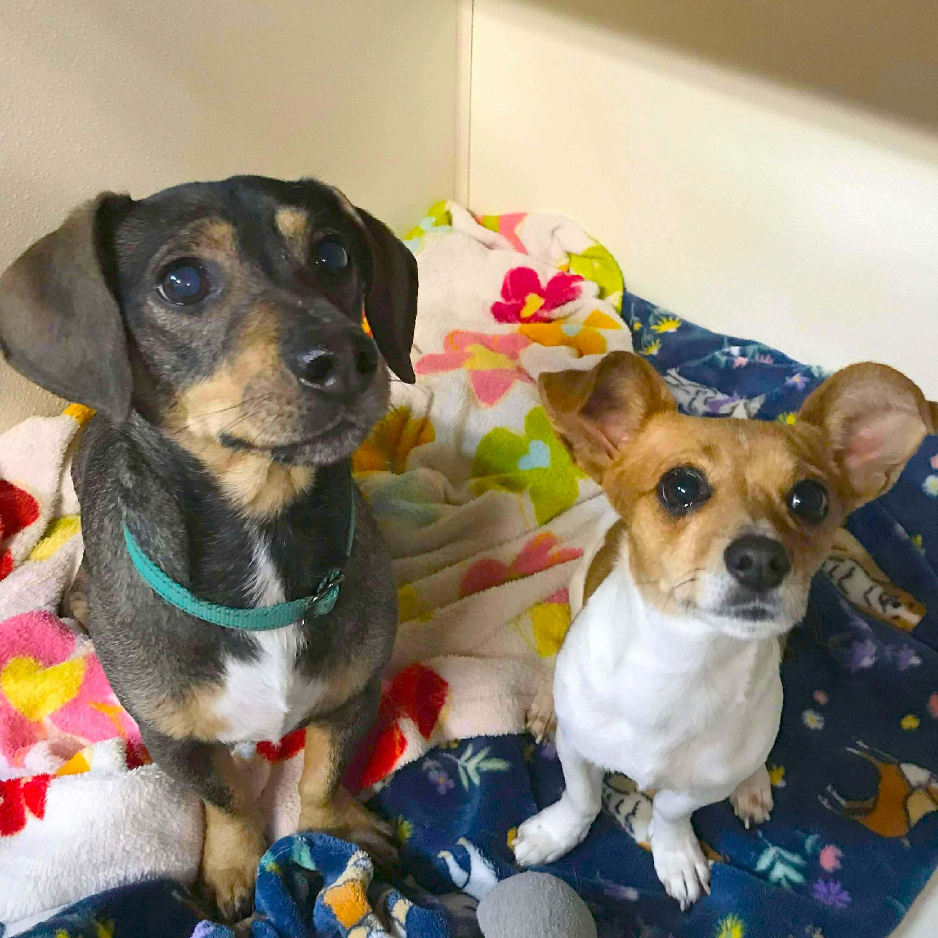 Buddy and Chiquita, a ADOPTABLE mixed breed in Portland, OR image 2/6