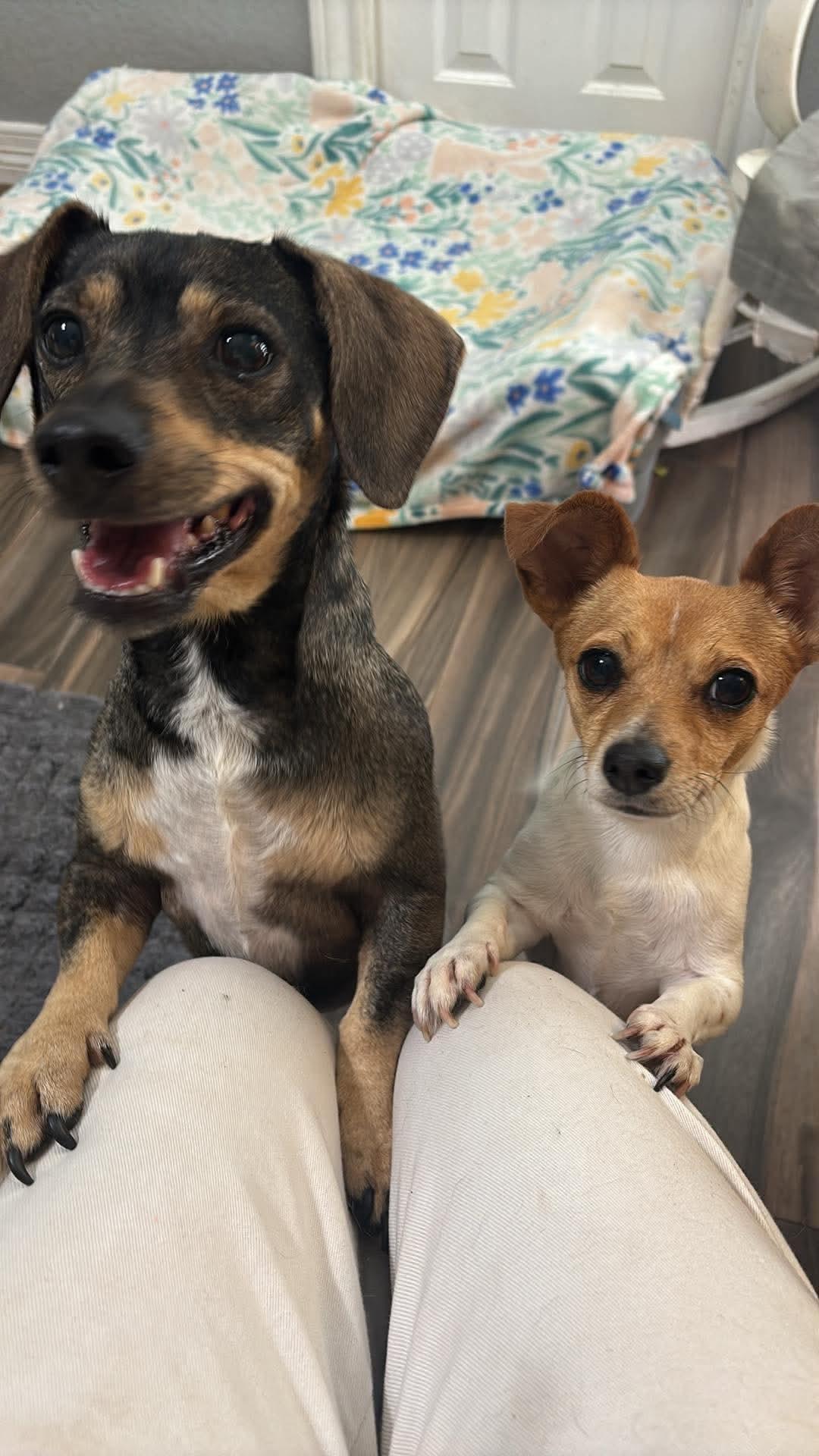 Buddy and Chiquita, a ADOPTABLE mixed breed in Portland, OR image 4/6