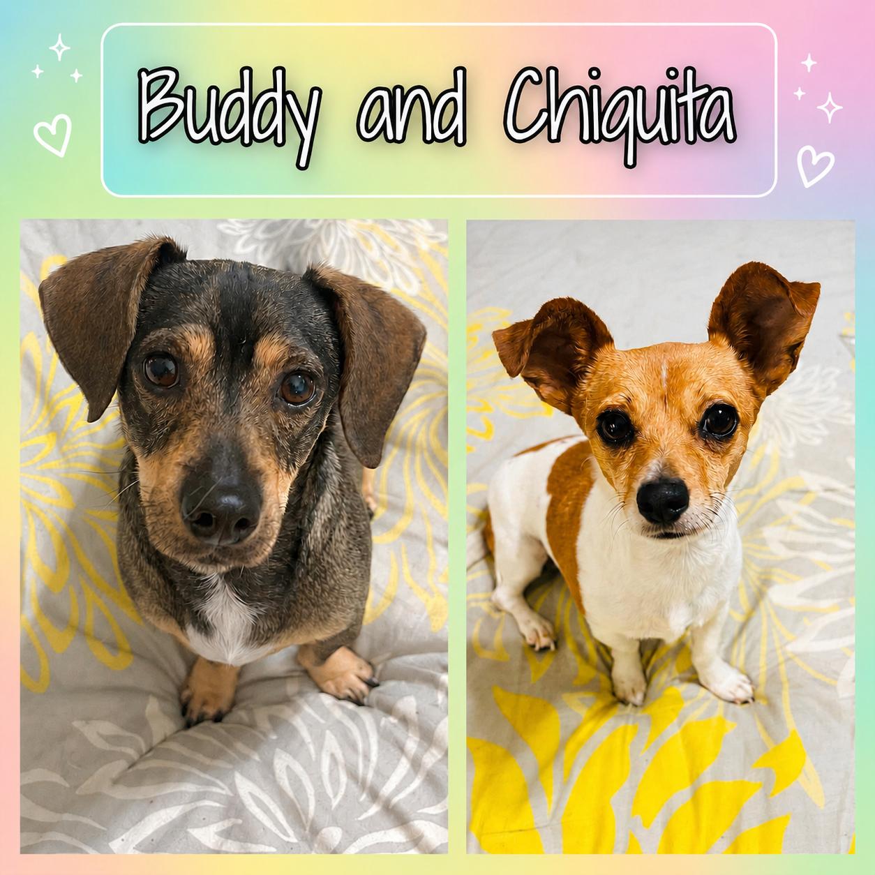 Buddy and Chiquita, a ADOPTABLE mixed breed in Portland, OR image 5/6