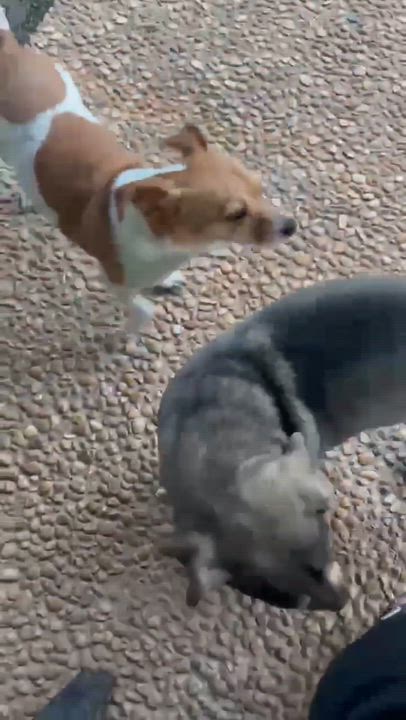 Enlarge Buddy and Chiquita, a ADOPTABLE mixed breed in Portland, OR video 6/6