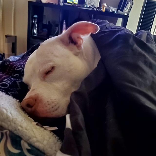 Azul, a Adoptable mixed breed in New York, NY image 4/6