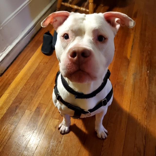 Azul, a Adoptable mixed breed in New York, NY image 5/6