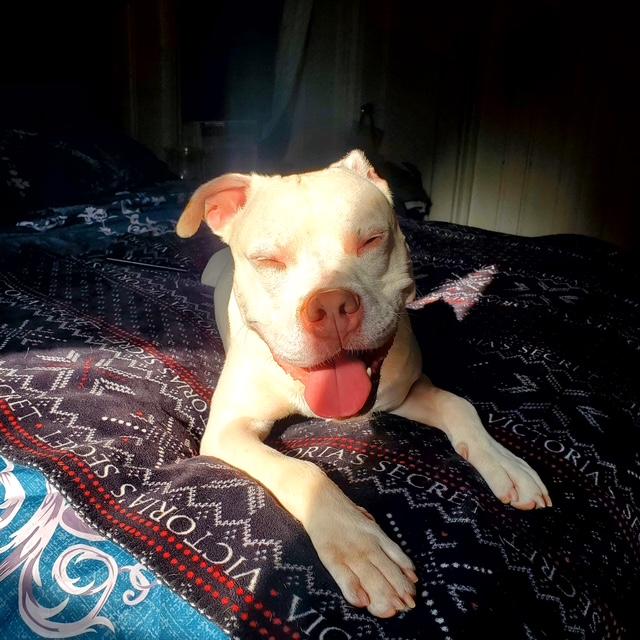 Azul, Adoptable, Adult Male American Bully & American Staffordshire Terrier.