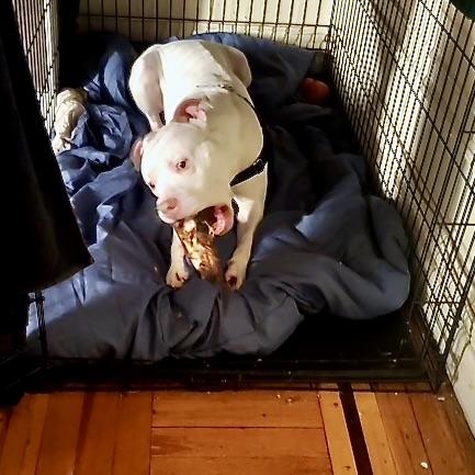 Azul, a Adoptable mixed breed in New York, NY image 6/6