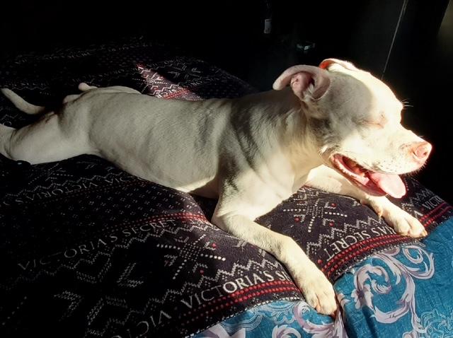 Azul, a Adoptable mixed breed in New York, NY image 3/6