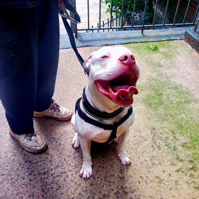 Azul, a Adoptable mixed breed in New York, NY image 2/6