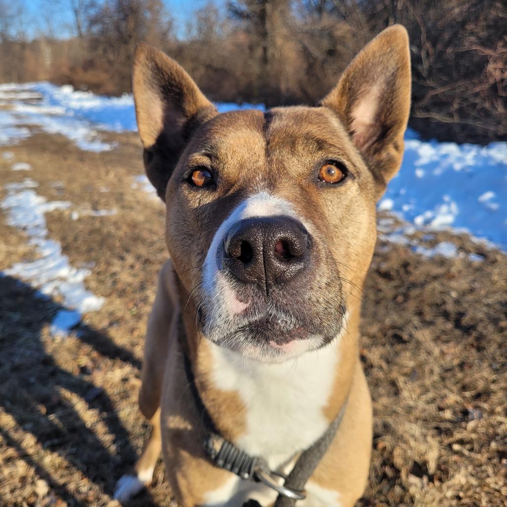 Enlarge Mara, a Adoptable mixed breed in York, PA image 1/6