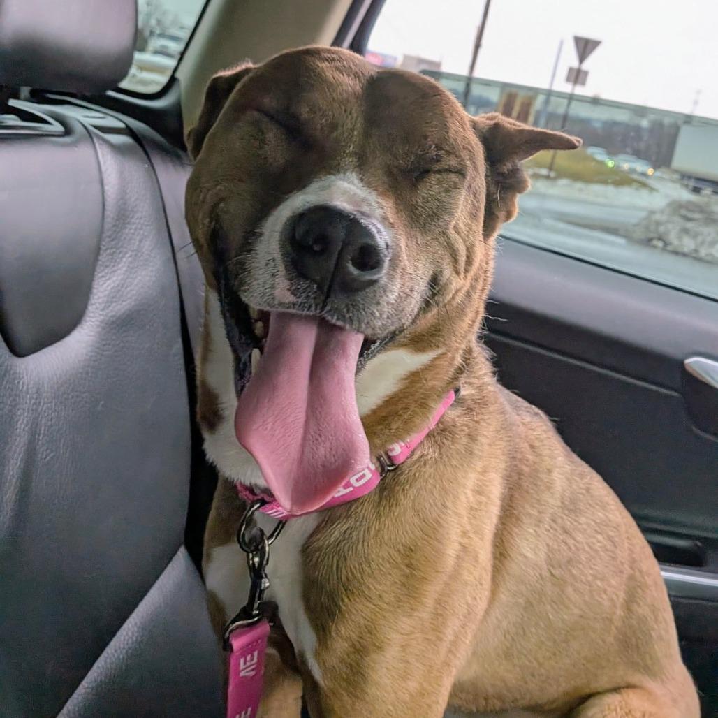 Enlarge Mara, a Adoptable mixed breed in York, PA image 2/6