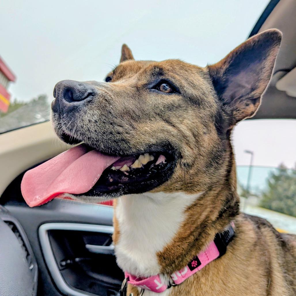 Enlarge Mara, a Adoptable mixed breed in York, PA image 3/6