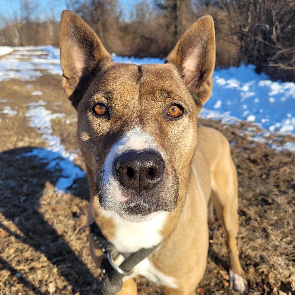 Enlarge Mara, a Adoptable mixed breed in York, PA image 5/6