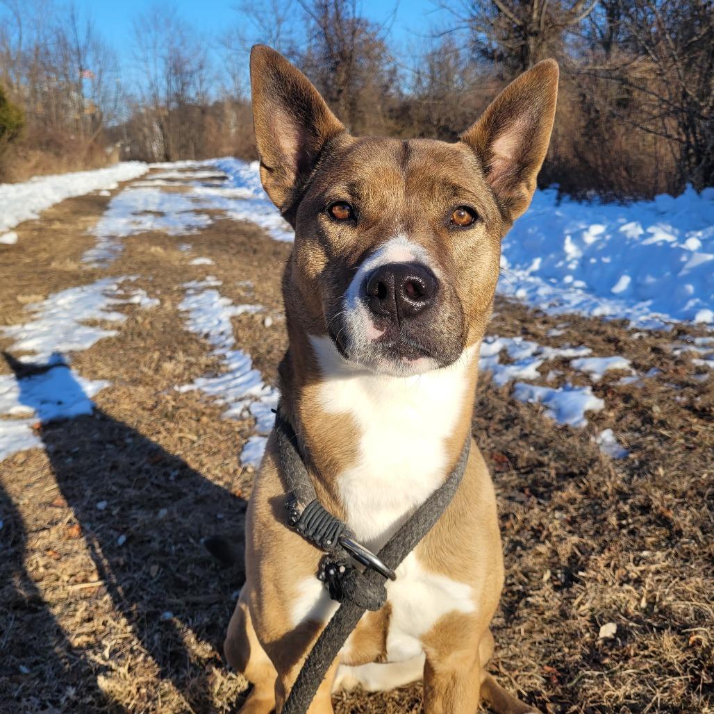 Enlarge Mara, a Adoptable mixed breed in York, PA image 6/6