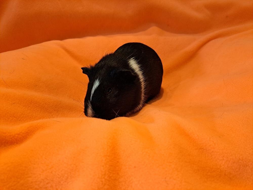 Salem and Raven, Adoptable, Baby Male Guinea Pig & Guinea Pig.