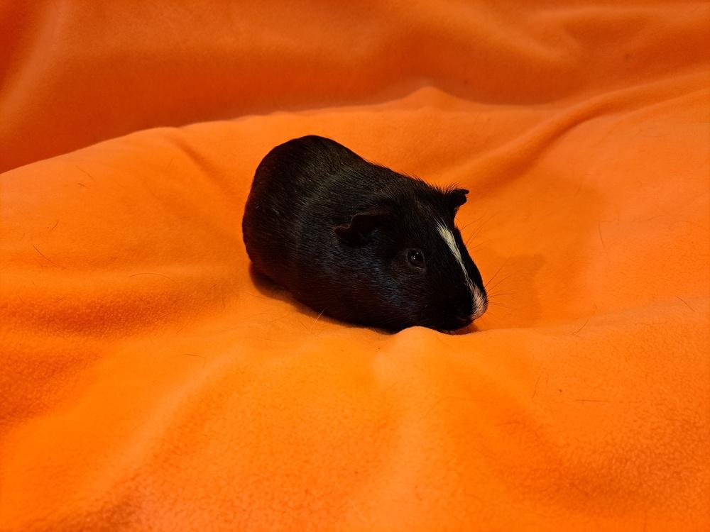 Salem and Raven, a Adoptable mixed breed in South Bend, IN image 2/5