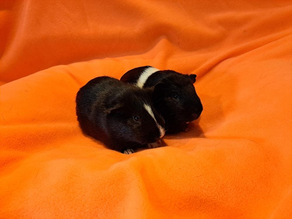 Salem and Raven, a Adoptable mixed breed in South Bend, IN image 3/5