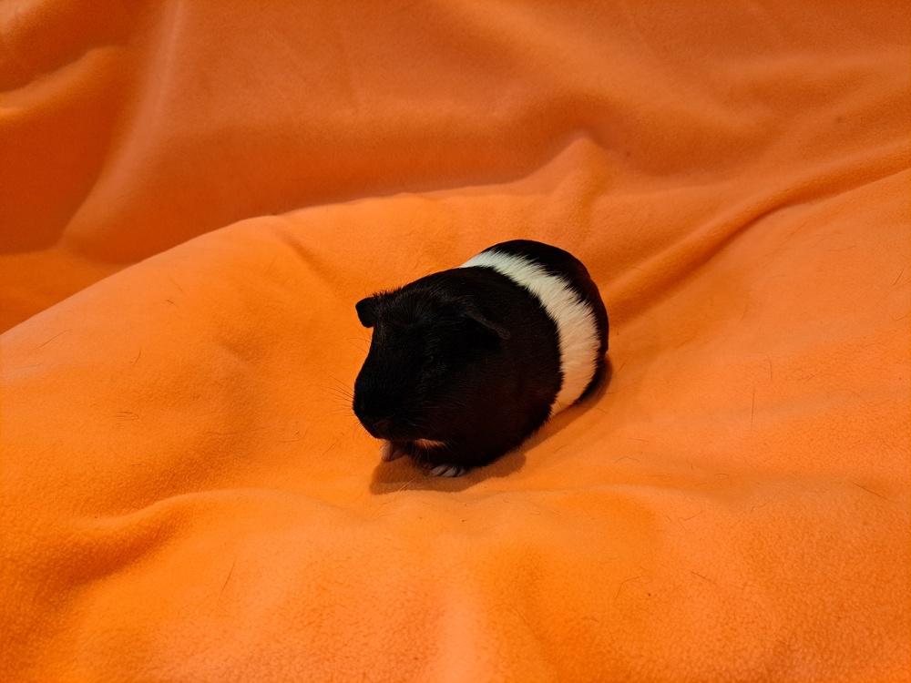 Salem and Raven, a Adoptable mixed breed in South Bend, IN image 4/5