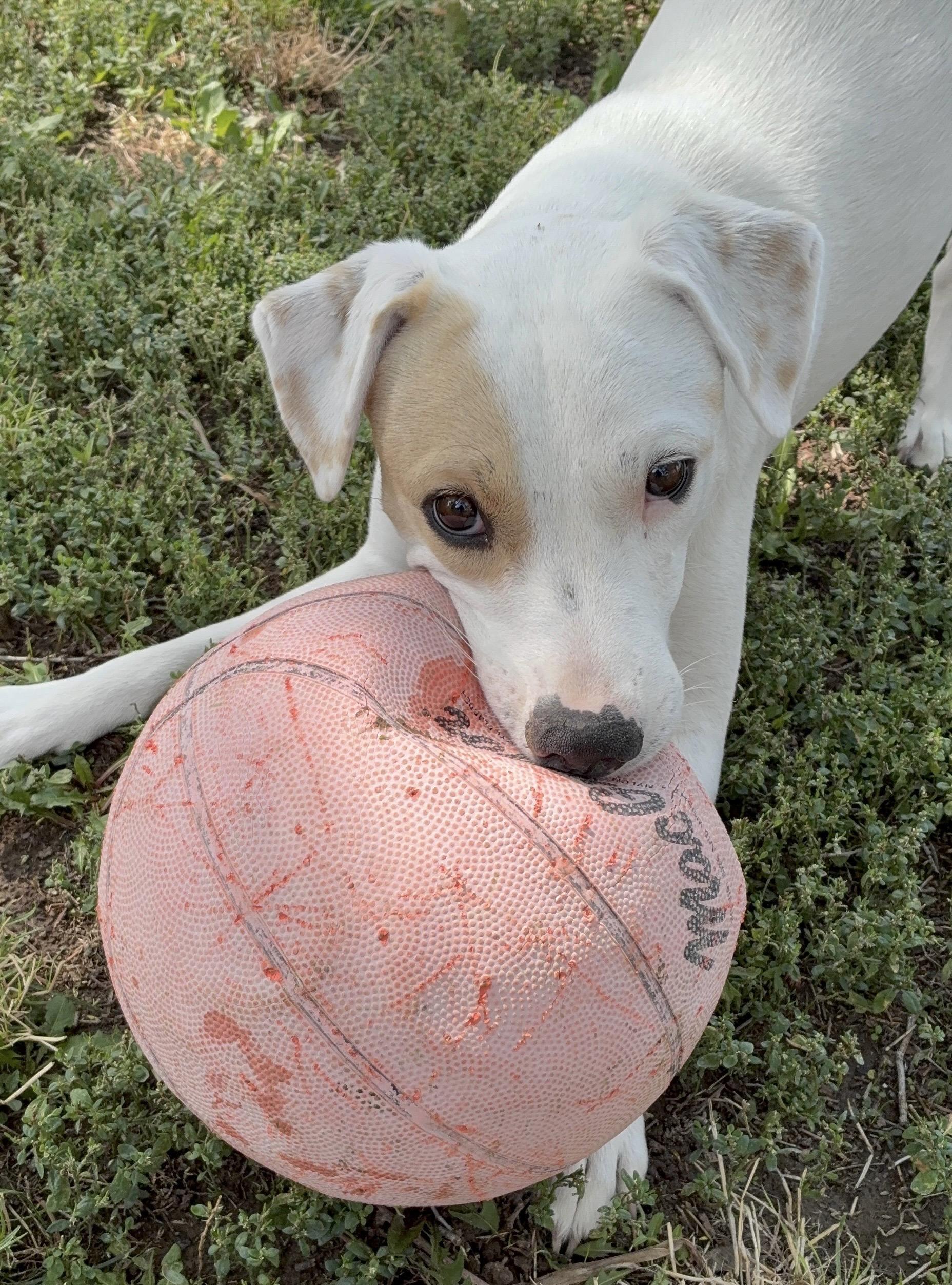 Maze Lynn, an adoptable American Bulldog in Pocatello, ID, 83202 | Photo Image 1